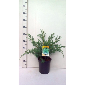 Juniperus chinensis Blue Alps