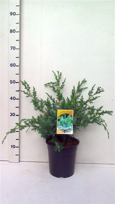 <h4>Juniperus chinensis Blue Alps</h4>