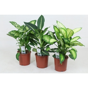 Dieffenbachia Camilla/Green Magic/Compacta 17 cm