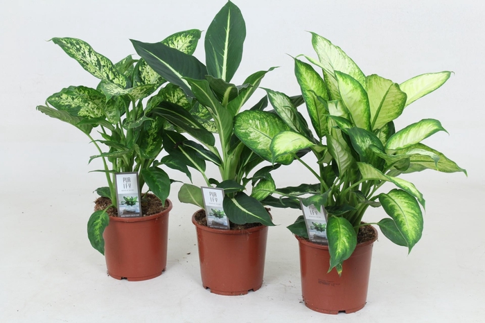 <h4>Dieffenbachia Camilla/Green Magic/Compacta 17 cm</h4>