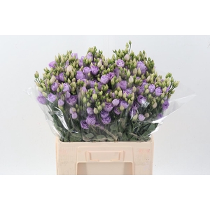 Eus G Rosi Lavender