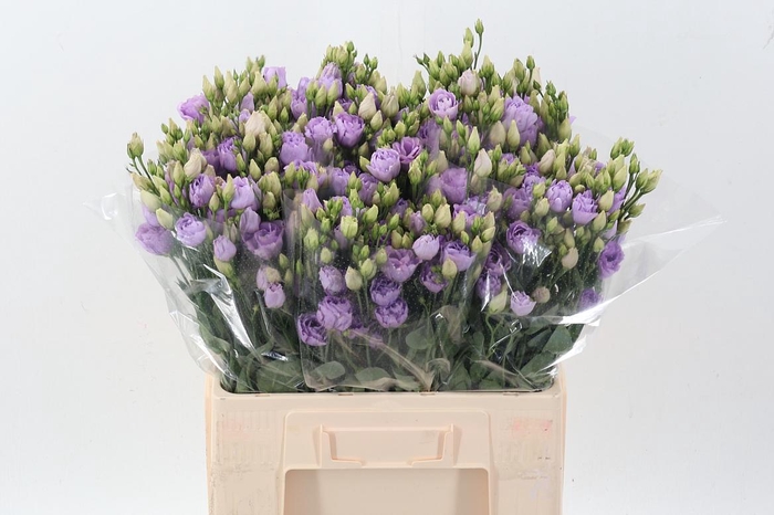 <h4>Eus G Rosi Lavender</h4>