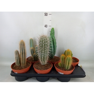 Cactus   ...
