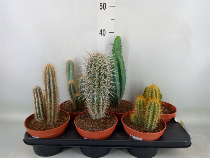 <h4>Cactus   ...</h4>