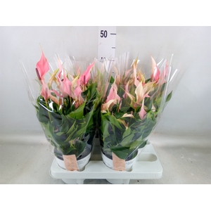 Anthurium andr. 'Lilli'