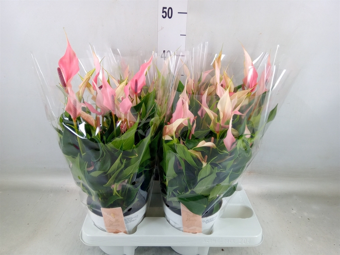 <h4>Anthurium andr. 'Lilli'</h4>
