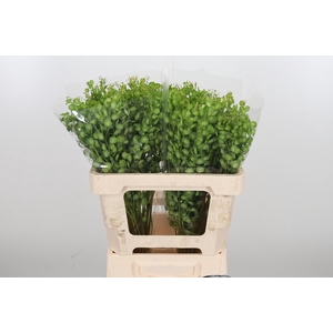 Lepidium Butterfly