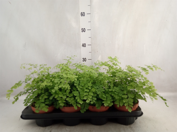 <h4>Adiantum raddi. 'Fragrans'</h4>