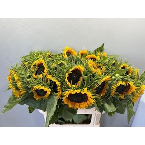 HELIANTHUS AN. 'SUNRICH ORANGE'