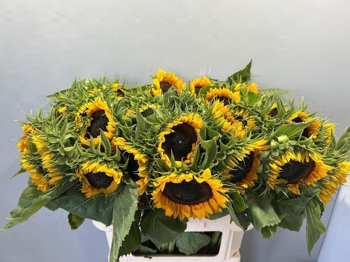 <h4>HELIANTHUS AN. 'SUNRICH ORANGE'</h4>
