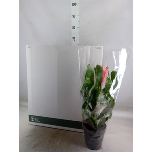 Aechmea fasciata 'Primera'