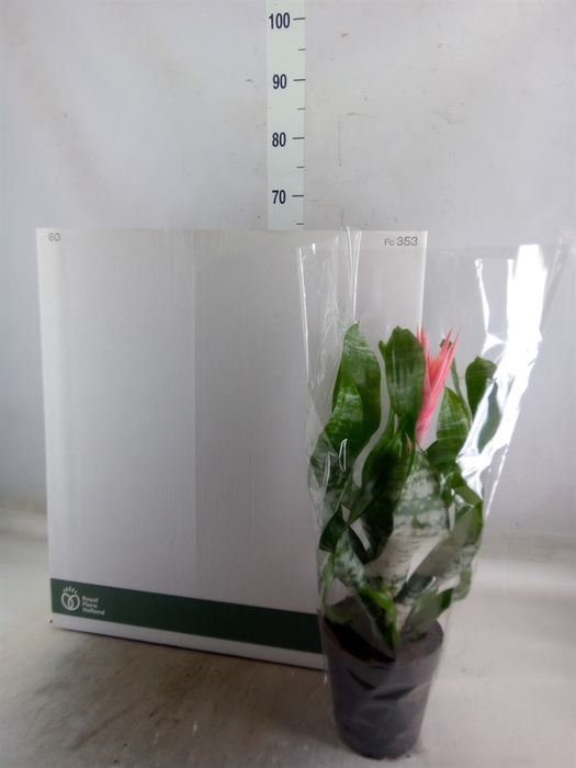 <h4>Aechmea fasciata 'Primera'</h4>