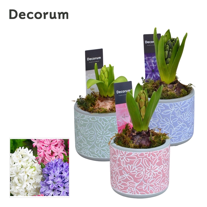 <h4>Hyacint Flores HL14450 [LOVELY COLORS]</h4>