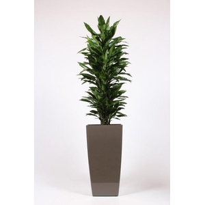 Dracaena Janet Lind in Piza pot 