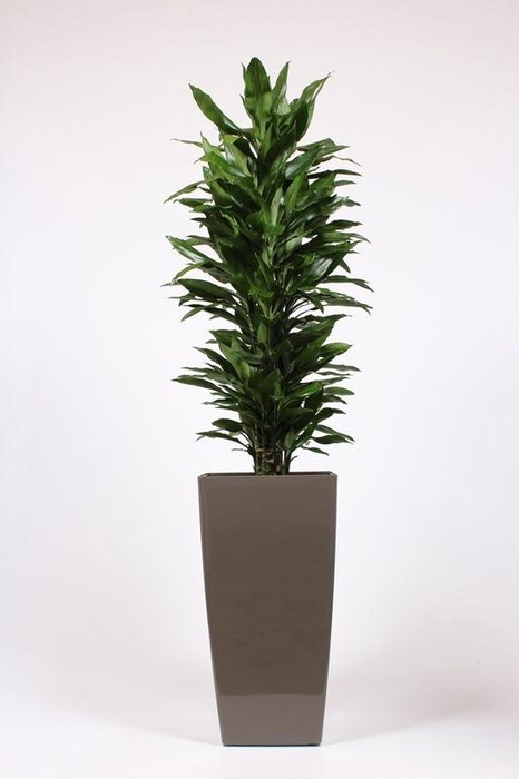 <h4>Dracaena Janet Lind in Piza pot "taupe"</h4>