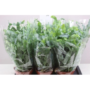 Phlebodium Aureum Blue Star