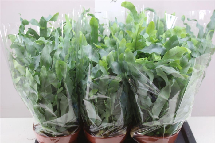 <h4>Phlebodium Aureum Blue Star</h4>