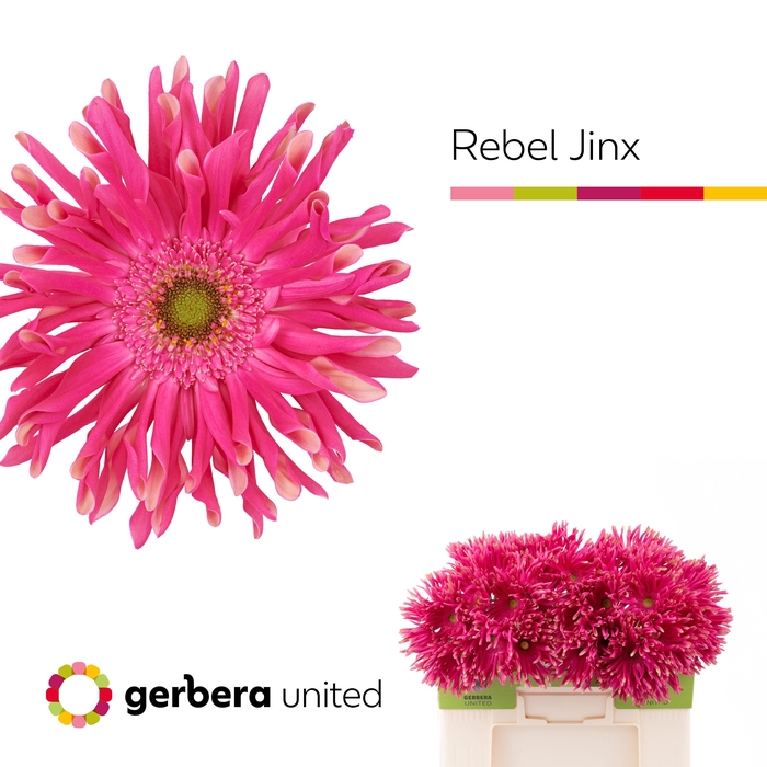 <h4>Gerbera Pasta Rebel Jinx Water</h4>