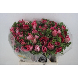 Anem Mistral Shocking Pink