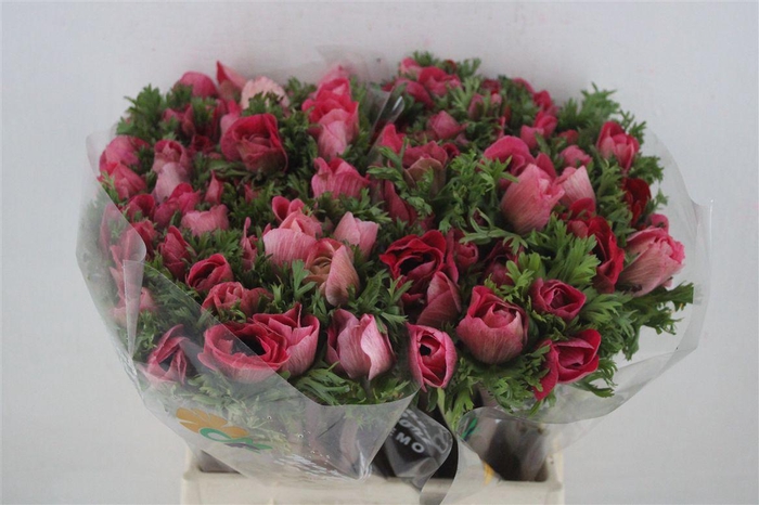 <h4>Anem Mistral Shocking Pink</h4>