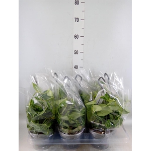 Scindapsus pictus 'Argyraeus'