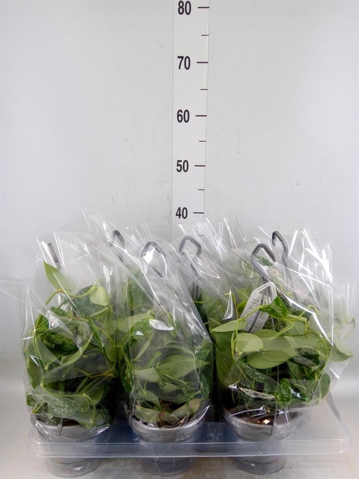 <h4>Scindapsus pictus 'Argyraeus'</h4>