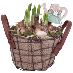 Bulbs Arr. Narcis Metal Wire Basket Jute Ø17cm
