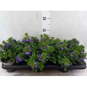 Scaevola aemula 'Purple Haze'