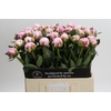 Paeonia Sarah Bernhardt XL