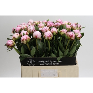 Paeonia Sarah Bernhardt XL