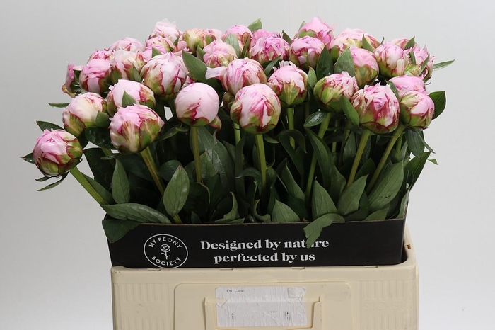 Paeonia Sarah Bernhardt XL