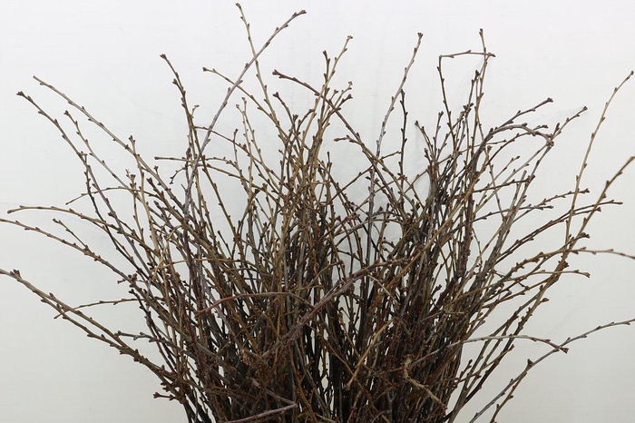 <h4>Kersenbloesem P Bos</h4>