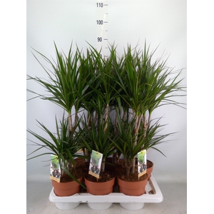 Dracaena marg.