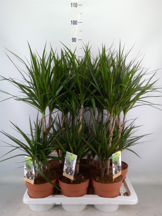 <h4>Dracaena marg.</h4>