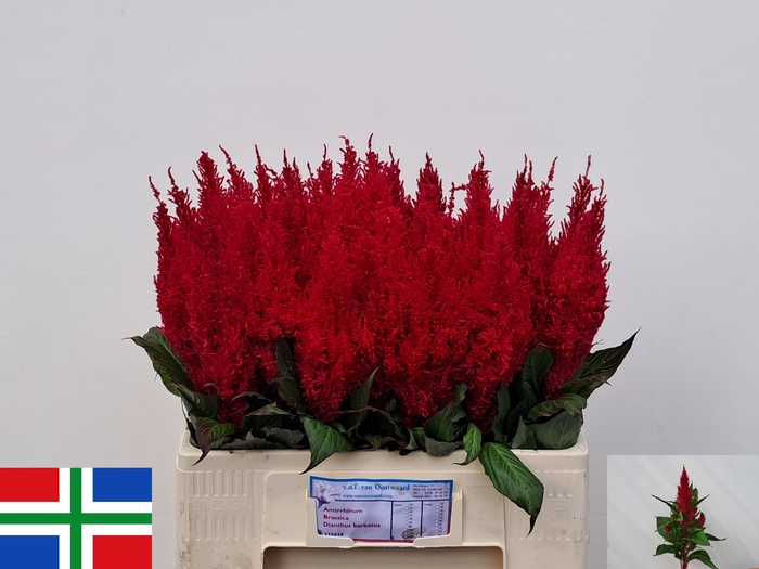 <h4>CEL P CENT ROOD</h4>