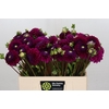 Dahlia Cryfield Harmony