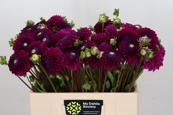 Dahlia Cryfield Harmony