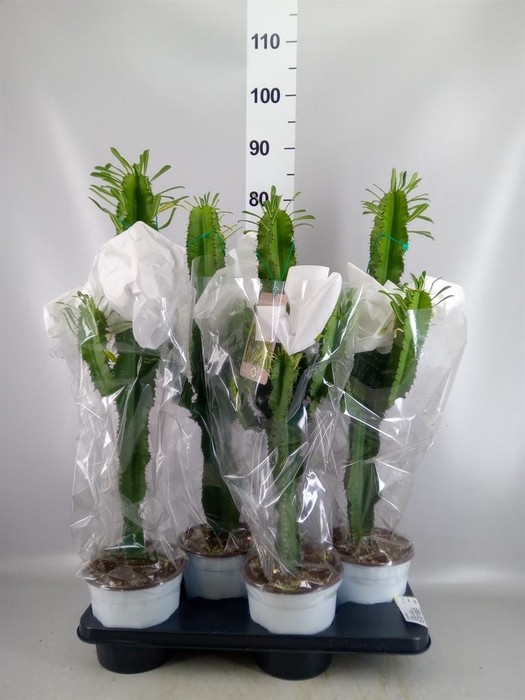 <h4>Euphorbia   ...</h4>