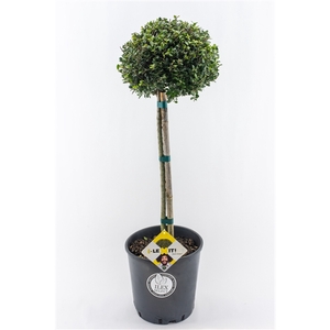 Ilex crenata Dark Green, P34, Bol op stam 50cm, Bol Ø25cm