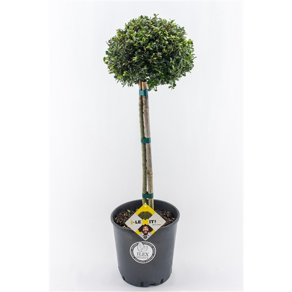 <h4>Ilex crenata Dark Green, P34, Bol op stam 50cm, Bol Ø25cm</h4>