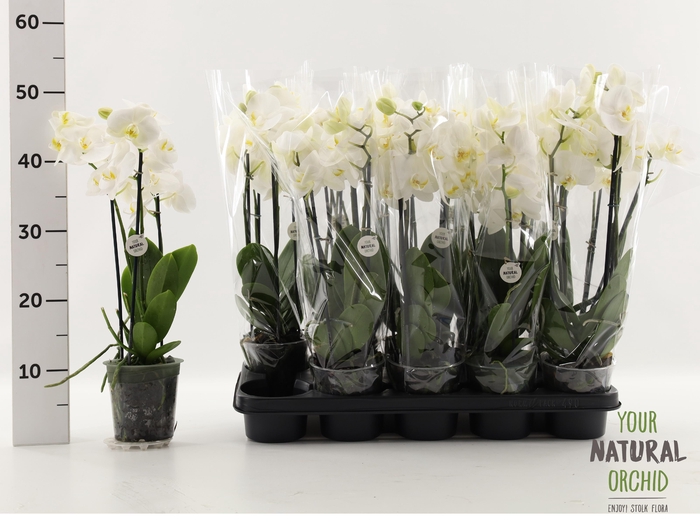 <h4>PHAL OV WIT</h4>