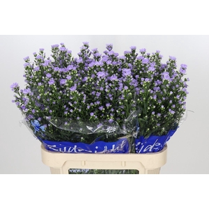 Aster Cassandra