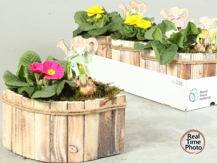 <h4>ARR TUINPLANTEN</h4>