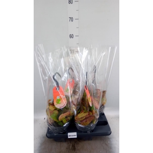 Nepenthes alata 'Miranda'
