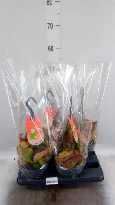 <h4>Nepenthes alata 'Miranda'</h4>