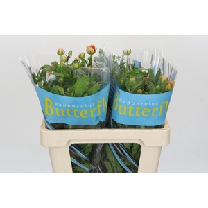 Ranunculus Butterfly Eris