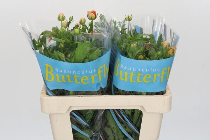 Ranunculus Butterfly Eris