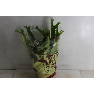 ASPLENIUM CRISSIE P20