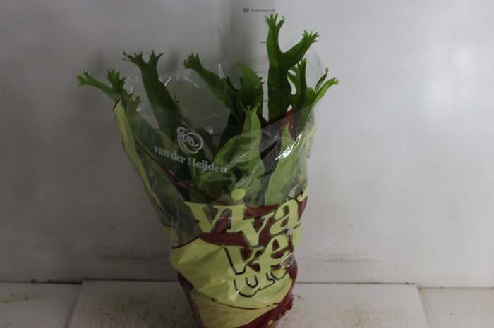 <h4>ASPLENIUM CRISSIE P20</h4>