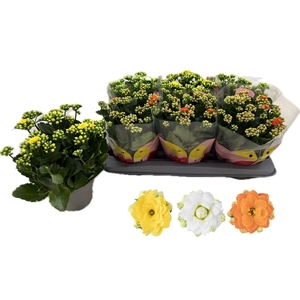 KALAN CALAN MIX QUEEN P13